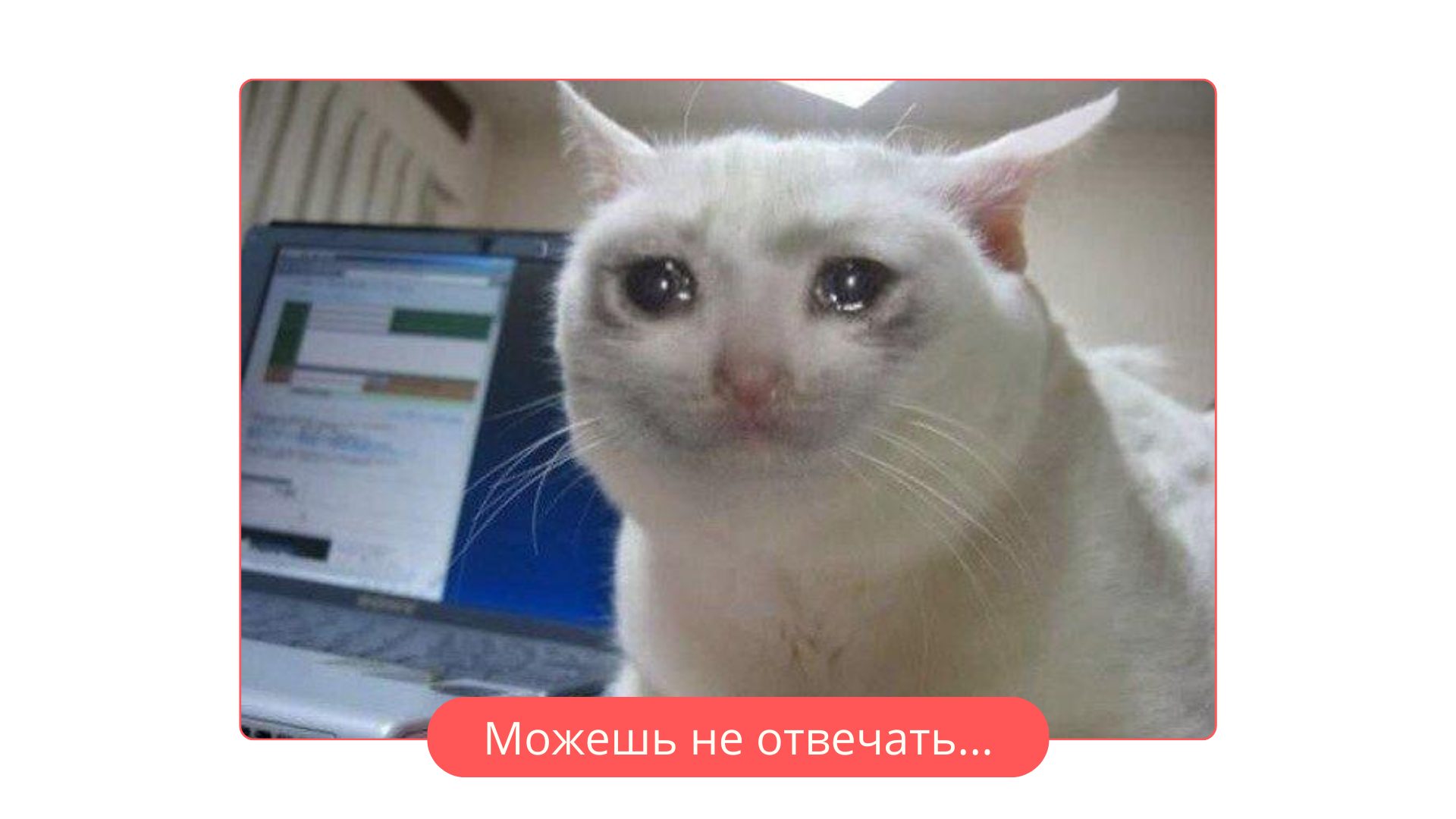 Мем CSAT и грустный кот
