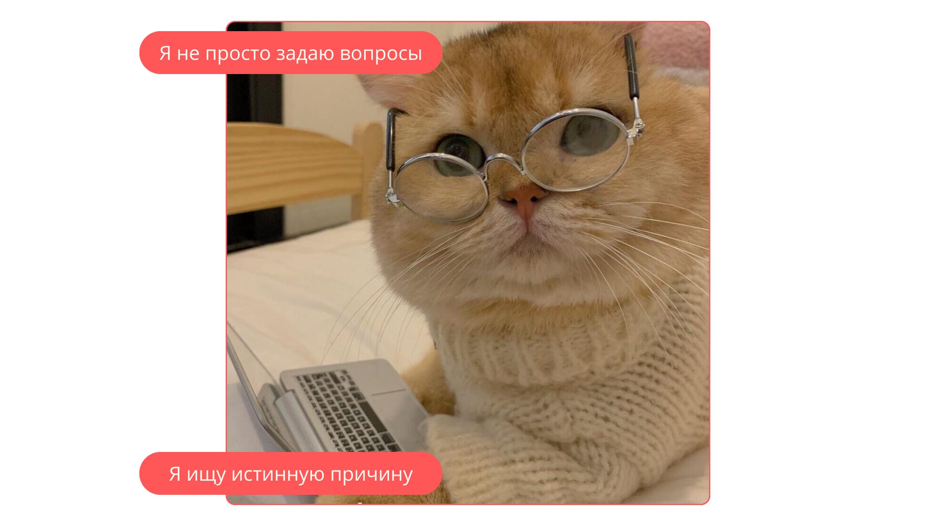 Мем умный кот и опрос аудитории